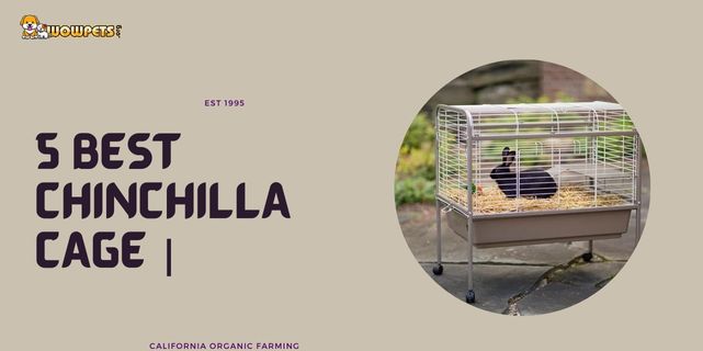 5 Best Chinchilla Cage | With Buyers Guide 2023