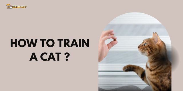How To Train A Cat | 10 Important Guidance Your Cat Can Learn
