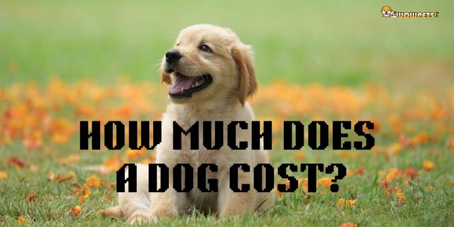 How Much Does It Cost To Neuter A Dog| Important 7 Steps