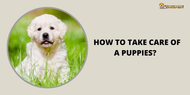How to Take Care of a Puppies in 4 Easy Steps Best for Dogs