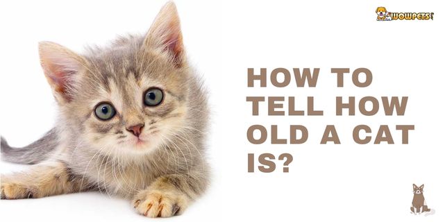 How To Tell How Old A Cat Is| 6 Best Unique Techniques 2023