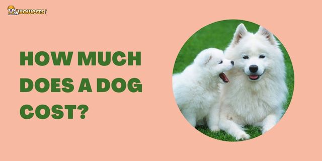 How Much Does A Dog Cost? 12 Effective Advice