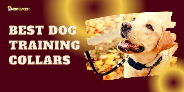 The 8 Best Dog Training Collars of 2023