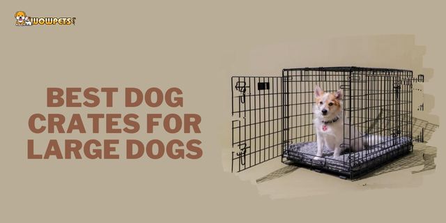Best Dog Crates for Large Dogs (Top 6 Dog Crates 2023)