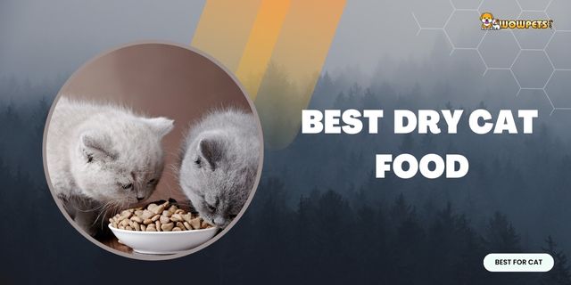 Best Dry Cat Food in 2023 (With Buying Guide & FAQs)