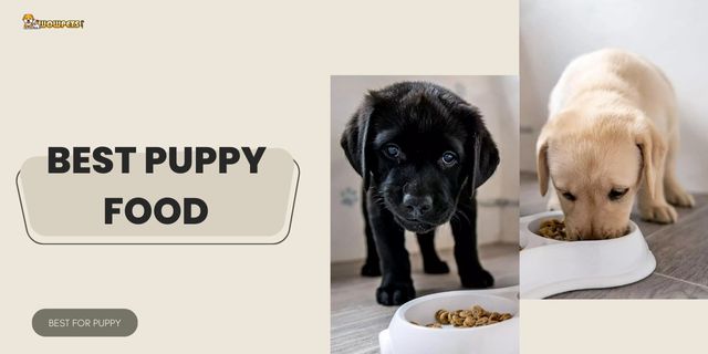 Best Puppy Food 2021 (With Buying Guide)
