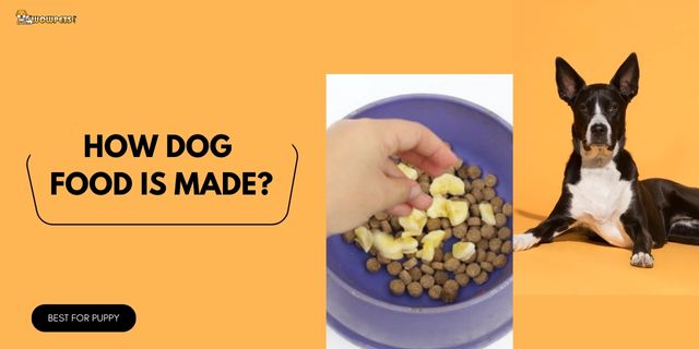 How Dog Food Is Made? 5 Best Handy Ways
