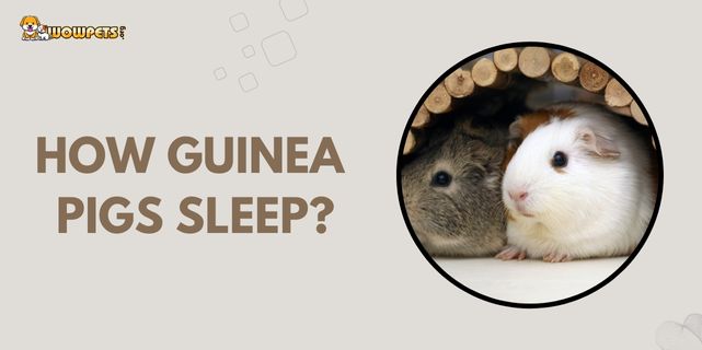How Guinea Pig Sleep? 13 Important Questions To Consider
