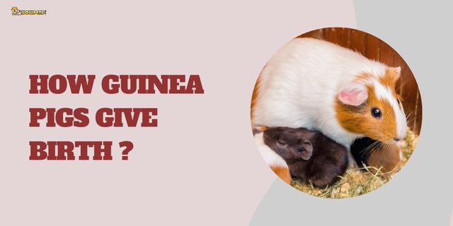How Guinea Pigs Give Birth? 13 Useful Pointers