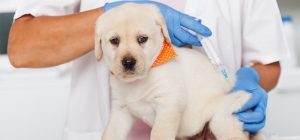 How Can Dogs Be Protected From Rabies