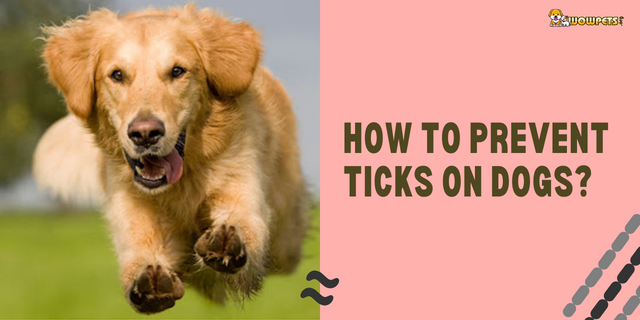 How to Prevent Ticks on Dogs? Effective 2021 Up-to-Date Information