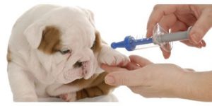 Is it necessary to get a rabies vaccination