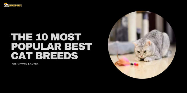 The 10 Most Popular Best Cat Breeds for Kitten Lovers