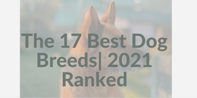The 17 Best Dog Breeds| 2021 Ranked
