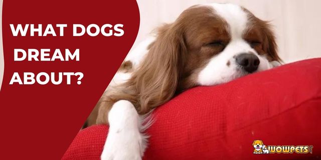 What Dogs Dream About? 11 Efficient Ways