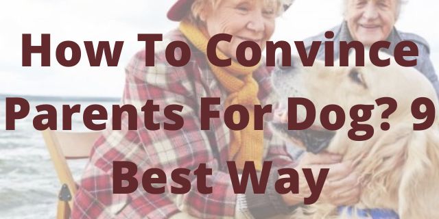 How To Convince Parents For Dog? 9 Best Way