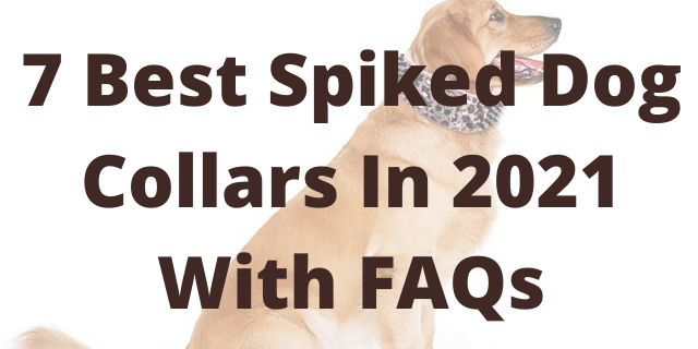7 Best Spiked Dog Collars In 2021 With FAQs