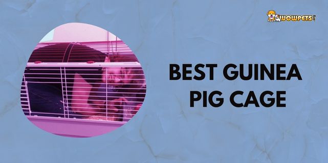 7 Best Guinea Pig Cage 2023 | Everyone Should Know