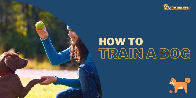 How to Train a Dog | The Best 14 Ways to Utilize