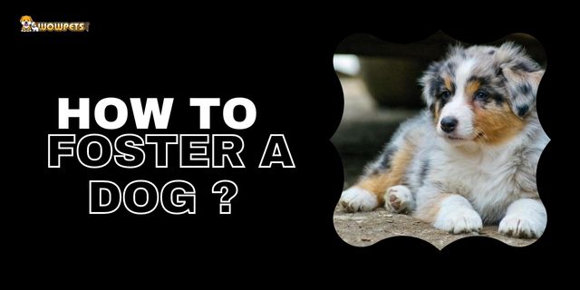How To Foster A Dog? | Important 8 Things To Keep In Mind
