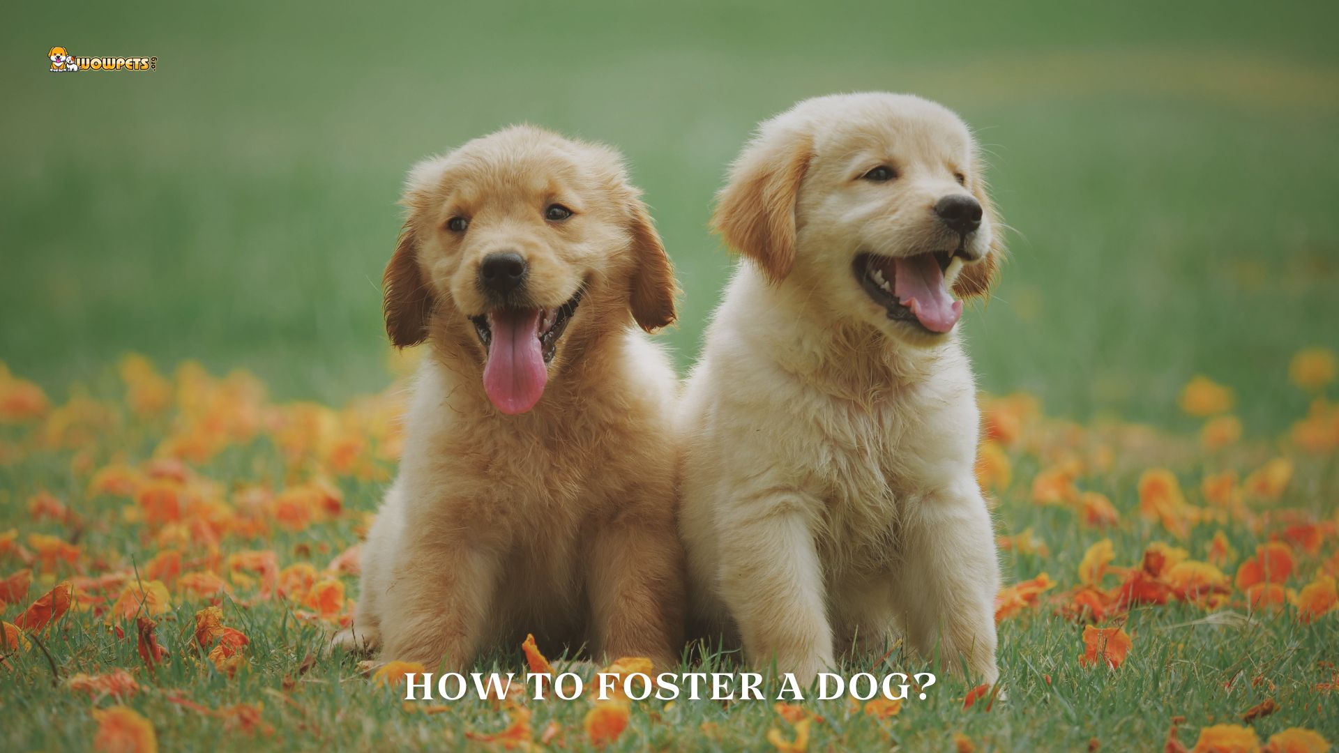 How To Foster A Dog? | Important 8 Things To Keep In Mind