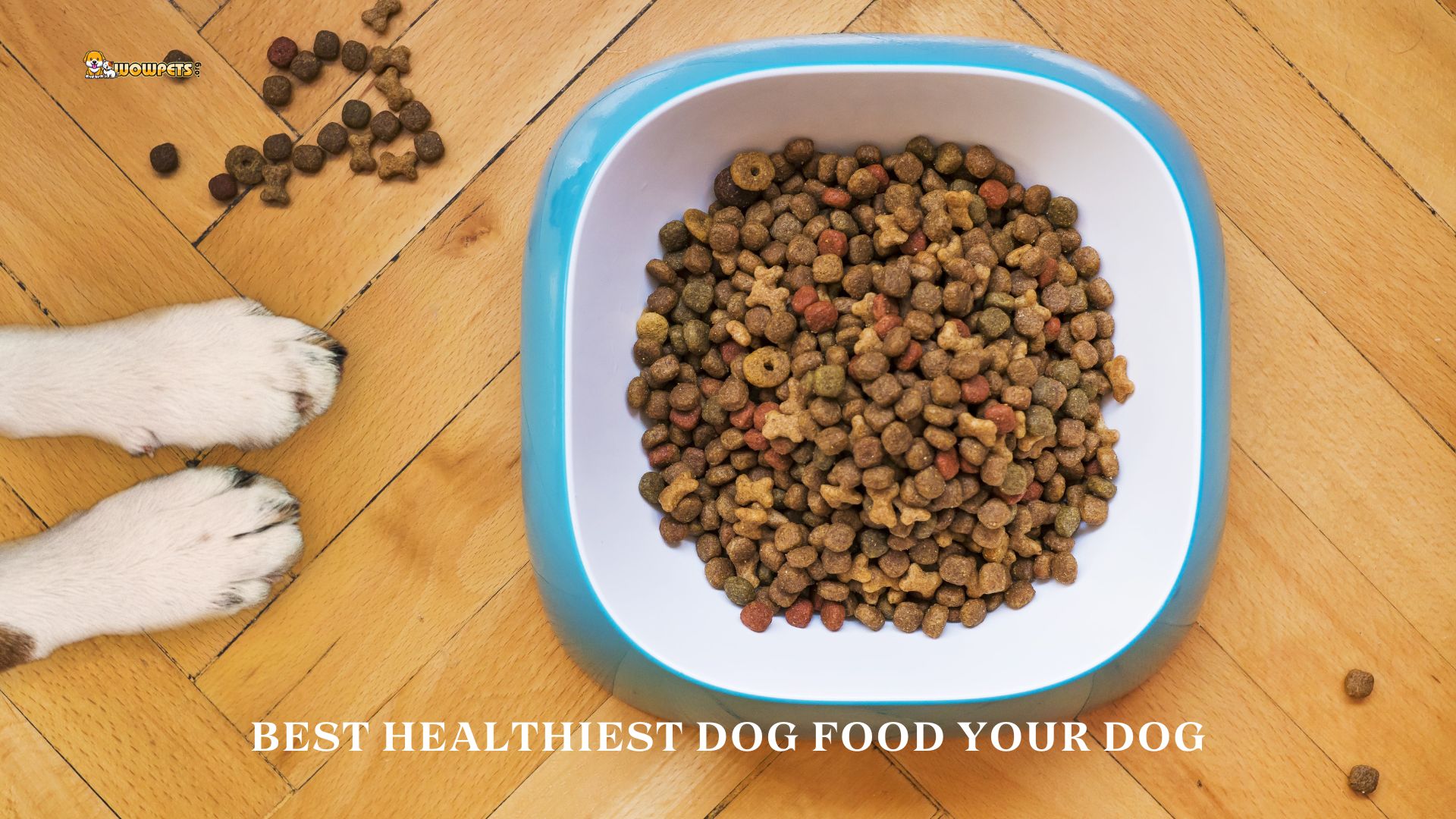 Best healthiest dog food your dog will love