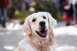How To Foster A Dog