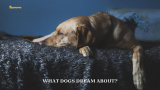 What Dogs Dream About? 11 Efficient Ways