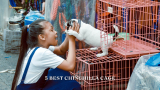 5 Best Chinchilla Cage | With Buyers Guide 2024