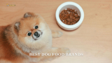 The 7 Best Dog Food Brands Of 2024 With FAQs
