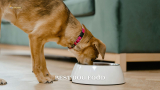 8 Best Dog Food| With Buyer’s Guide And FAQs 2024