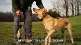 The 8 Best Dog Training Collars of 2024