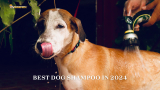 5 Best Dog Shampoo in 2024 (Best Of All)