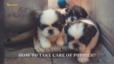 How to Take Care of Puppies in 4 Easy Steps
