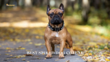 7 Best Spiked Dog Collars In 2024