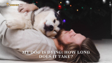 My Dog Is Dying: How Long Does It Take | 5 Best Act To Take
