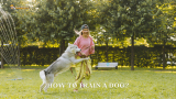 How to Train a Dog | The Best 14 Ways to Utilize
