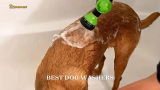 5 Best Dog Washers in 2024