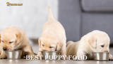 Best Puppy Food 2024 (With Buying Guide )